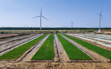 滨海型盐碱地改良技术实验推广项目